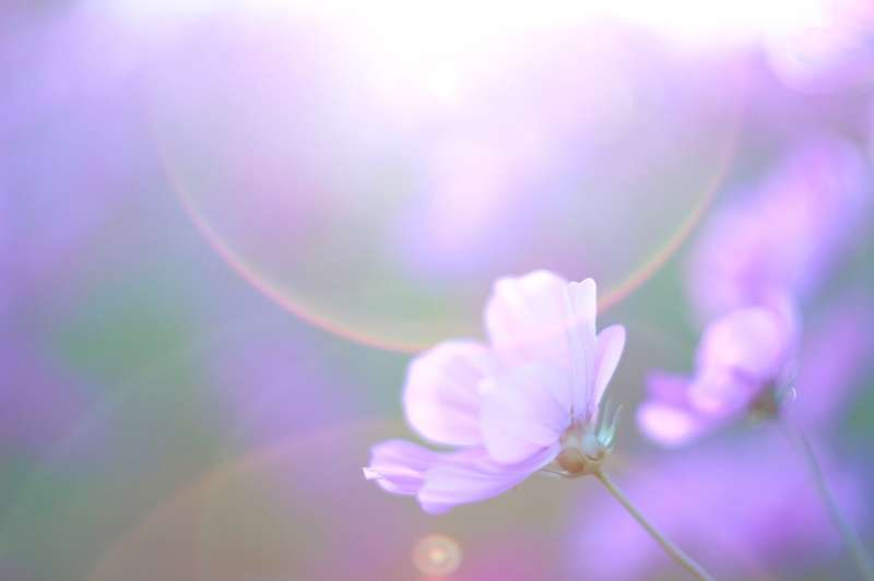 生徒の声・口コミ①(県立高校1年女子Aさん)